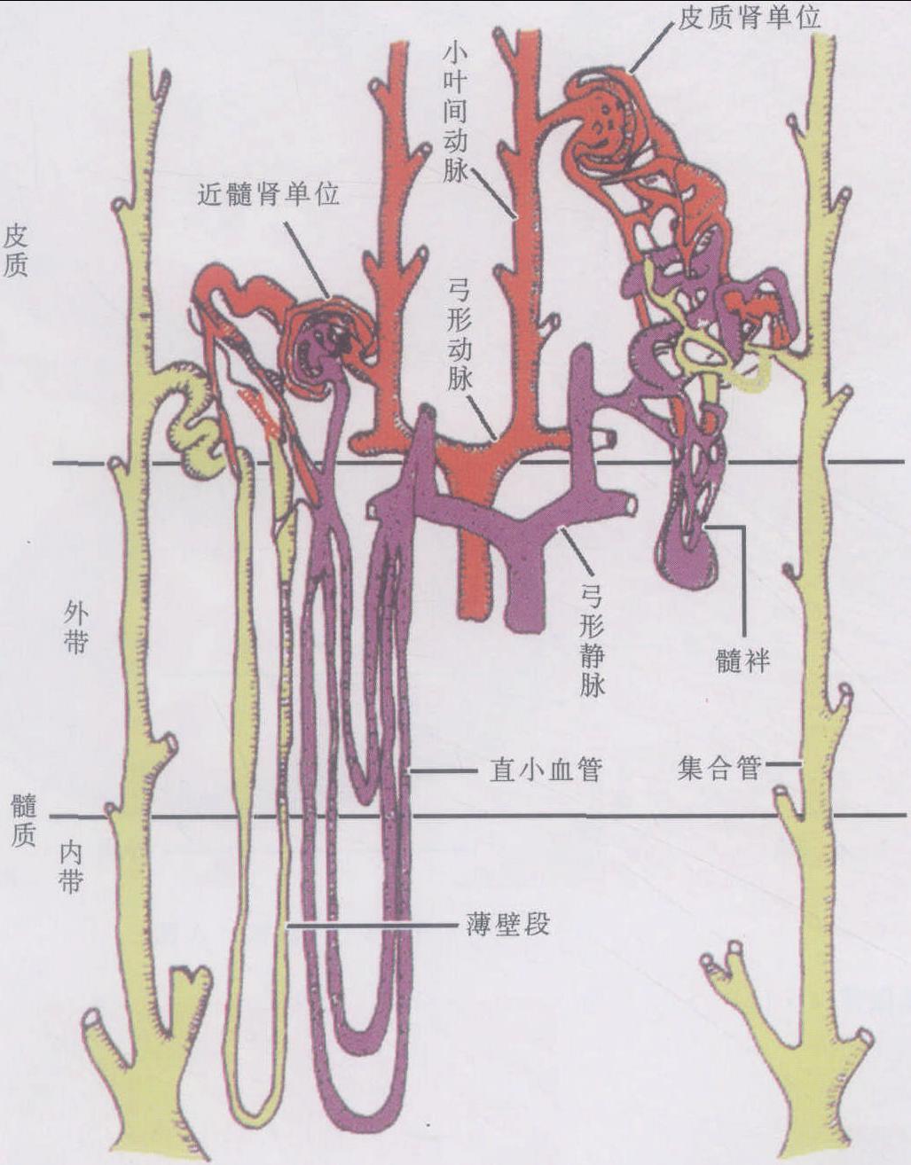 图2-3-24 肾单位和肾血管示意图